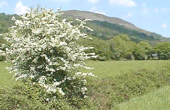 May blossom