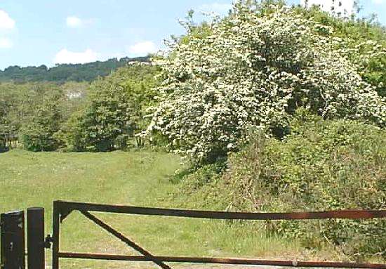 May blossom