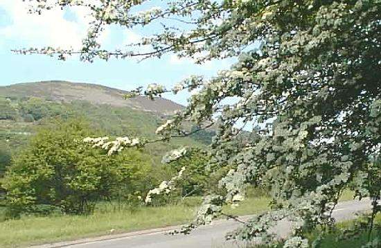 Mynydd Allt-y-grug