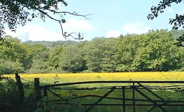 Buttercups in meadow