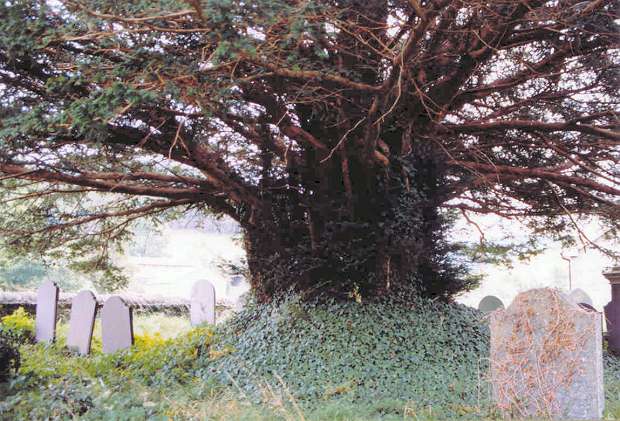 Yew tree