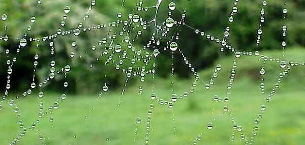 Spider's web