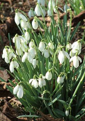 Snowdrop