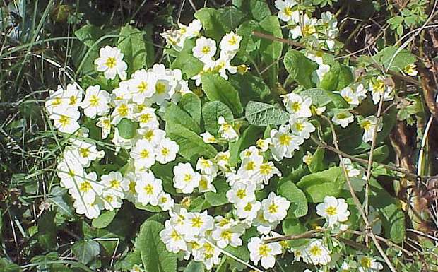 Primrose