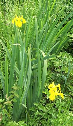 Yellow Iris