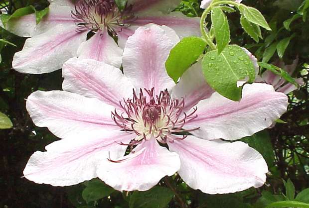 Clematis