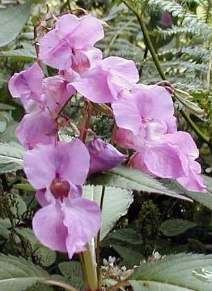 Himalayan Balsam
