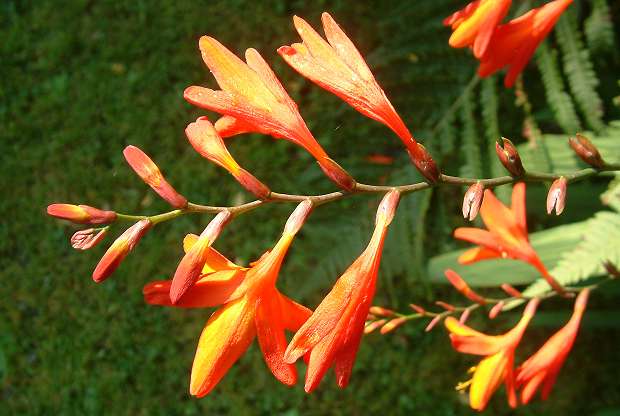 Montbretia