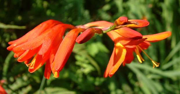 Montbretia